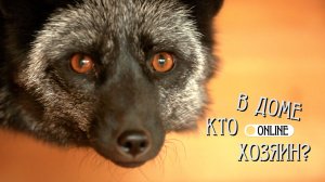 ПОКАЛЕЧЕННАЯ НА ЗВЕРОФЕРМЕ ЛИСА — СПАСЕНА!