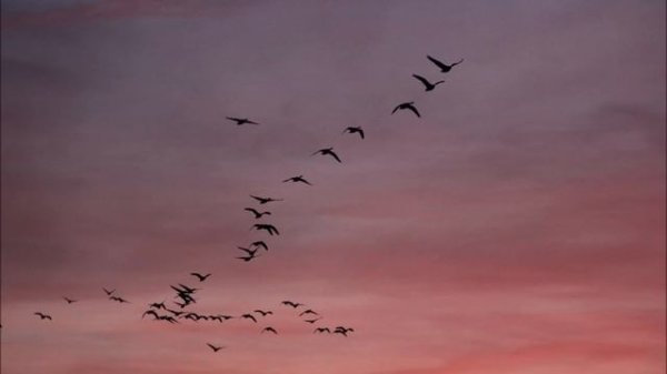 je te laisserai des mots // patrick watson lyrics with english translations