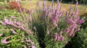 Дербенник иволистный в саду. Садовые сочетания и партнеры дербенника..