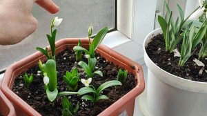 Цветущий подснежник зимой. Цветы подснежники дома на балконе в горшке.  Январь 2023.