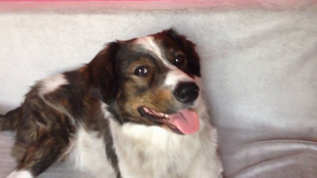 Песа моя песа. смотреть онлайн