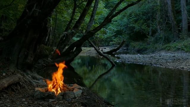 Каланхоэ не цветет и вытягивается, что можно сделать? смотреть онлайн