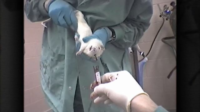 Animal Testing in 60 Seconds смотреть онлайн