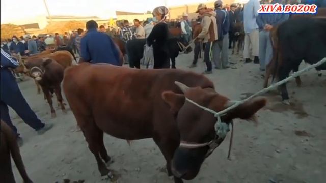 Хива мол бозори. 5 сентября 2021 г. смотреть онлайн