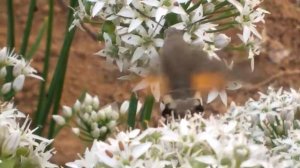 Русское колибри