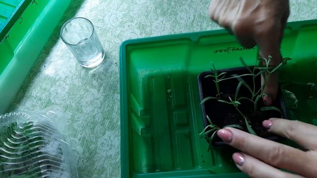 Как я сохраняю вегетативный алиссум на сезон 2023 смотреть онлайн