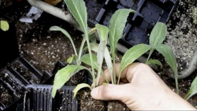 АРТИШОК ГУРМАН - СРЕДНЕСПЕЛЫЙ СОРТ ДЛЯ ВСЕХ РЕГИОНОВ С СОЦВЕТИЯМИ С ПРИЯТНЫМ ОРЕХОВЫМ ПРИВКУСОМ смотреть онлайн