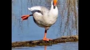 Проснись и пой!