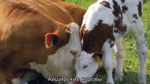 Молочные породы коров