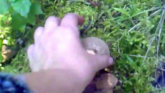 грибы гиганты, огромная сыроежка смотреть онлайн