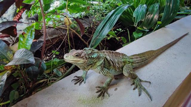 Зелёная планета – The Green Planet – Полный путеводитель 2023 – Дубай - Dubai смотреть онлайн