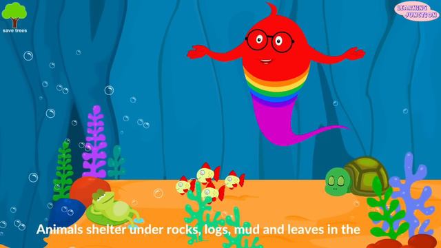Hibernation Of Animals | Why Do Animals Hibernate | Hibernating Animals For Kids