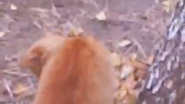 Кот поймал мышь смотреть онлайн