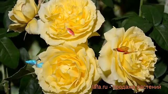 Роза флорибунда Чайна Гел (rose china girl) ? Чайна Гел обзор: как сажать, саженцы розы Чайна Гел смотреть онлайн