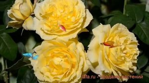 Роза флорибунда Чайна Гел (rose china girl) ? Чайна Гел обзор: как сажать, саженцы розы Чайна Гел