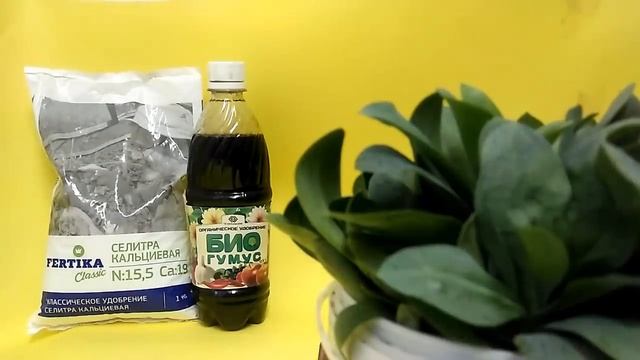 УДОБРЕНИЯ для ЭУСТОМЫ /// Растёт как НА ДРОЖЖАХ!!! смотреть онлайн