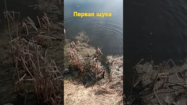 Первая щука. Весна 2023 рыбалка смотреть онлайн