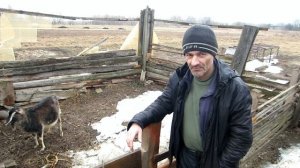 Тихая охота у козы. Спонтанная, непредвиденная беременность. Ответы на вопросы что делать.