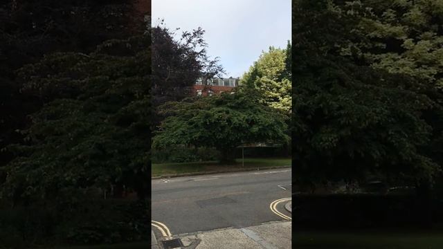Persian ironwood (Parrotia persica) - tree - June 2018 смотреть онлайн