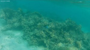 Экшн-камера Digma DiCam 810 (как снимает под водой)