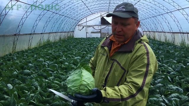 Рапидион F1 НОВАЯ КАПУСТА от Semenis смотреть онлайн