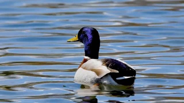 Relaxation music. Музыка для расслабления. смотреть онлайн