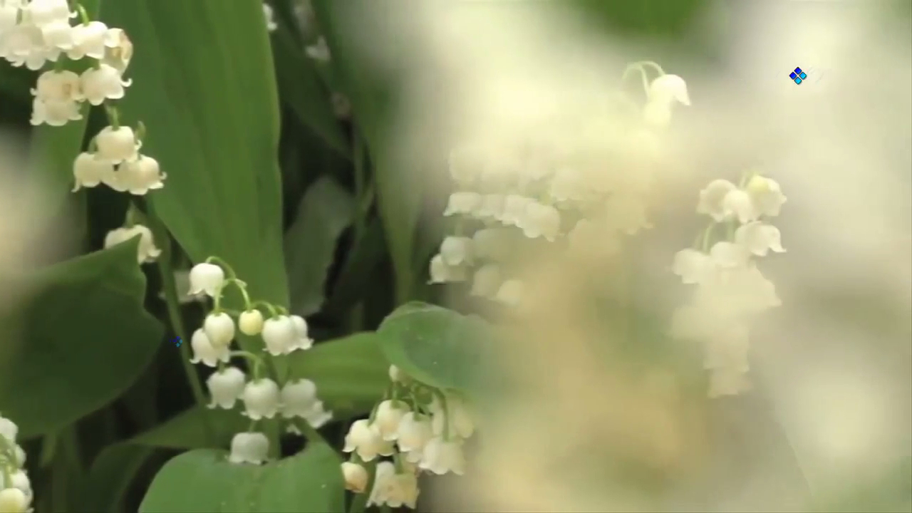 When Spring Comes _x264 смотреть онлайн