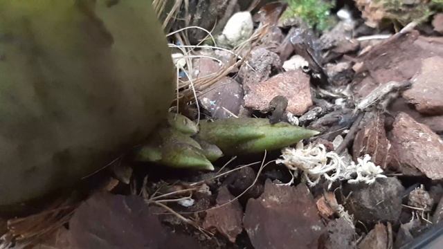 Цветоносы у Орхидеи Ликаста