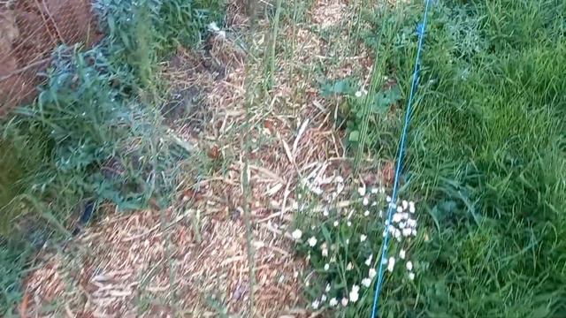 Asparagus without inputs, fertilizer, compost, watering or much care - it it possible at all? смотреть онлайн