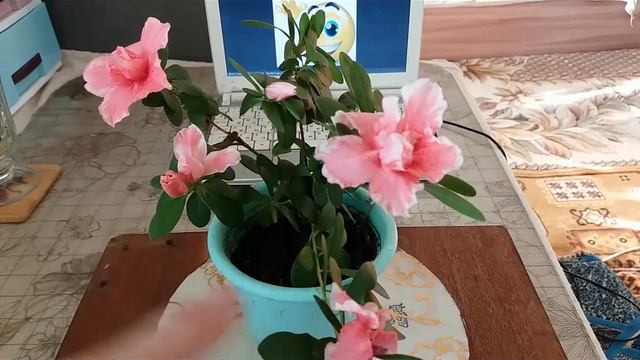 Как заставить цвести Азалию смотреть онлайн