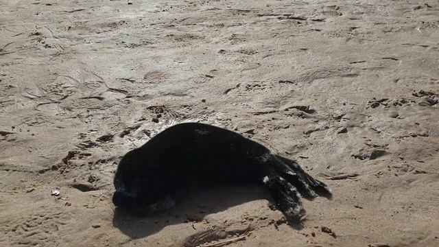 Детёныш ладожской полосатой нерпы | Ladoga baby seal смотреть онлайн