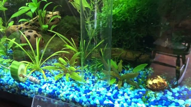 How to use a PYTHON WATER CHANGER смотреть онлайн