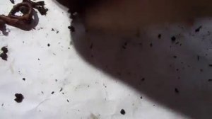 Сравнение коконов и червя/Разведение червя дендробена