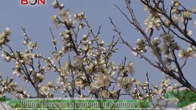 Plum Blossom Mountain in Nanjing - China Travel New Links - Episode 173 - BONTV смотреть онлайн
