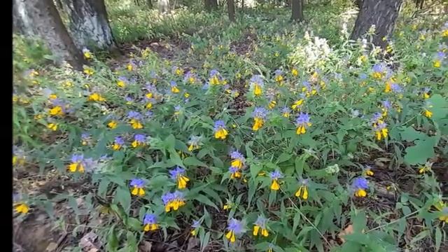 Фотоэкскурсия-терренкур "Мистический цветок Иван да Марья" смотреть онлайн