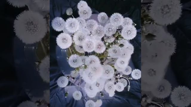 Как раскрывается одуванчик смотреть онлайн