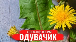ОДУВАНЧИК \ Нюансы заготовки \ Полезные лечебные свойства \ Правила сбора \  Аптека под ногами