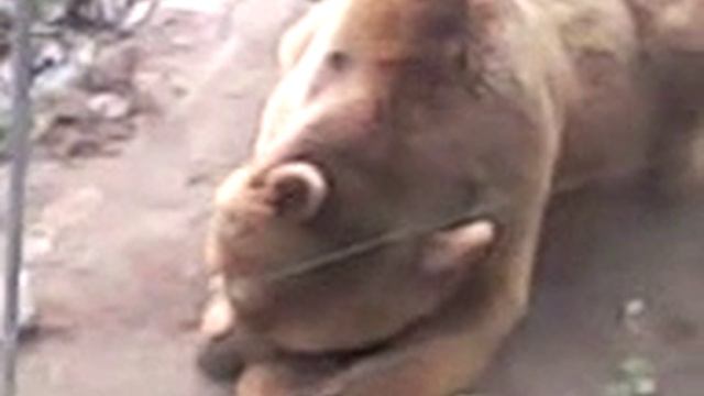 Кавказский бурый медведь смотреть онлайн