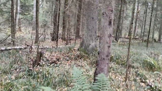 Поздняя осень. С грибами не повезло сегодня. 2022г. смотреть онлайн
