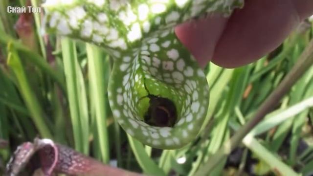 Эти растения едят животных! Удивительные хищные растения! смотреть онлайн