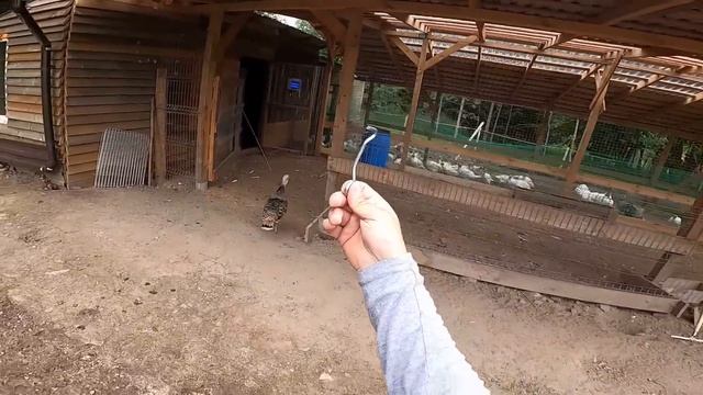 МОЙ ПЛАН ПРОВАЛИЛСЯ ! ЛАКИРУЮ КИРПИЧИ ! ЭЛЕКТРИКА ! [Жизнь в деревне] смотреть онлайн