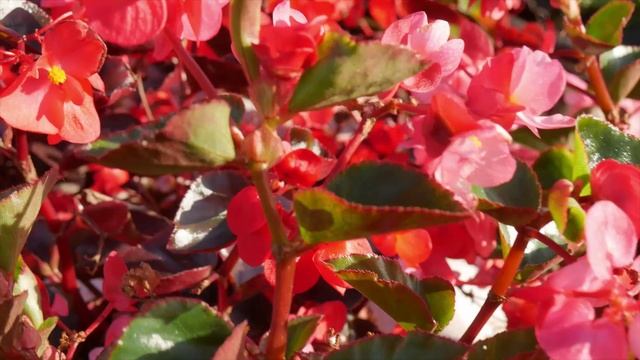 Бегония вечноцветущая ВИКИНГ смотреть онлайн