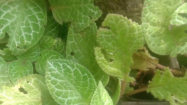 #Episcia Plant#flame Velvet#care And Grading Ideas#