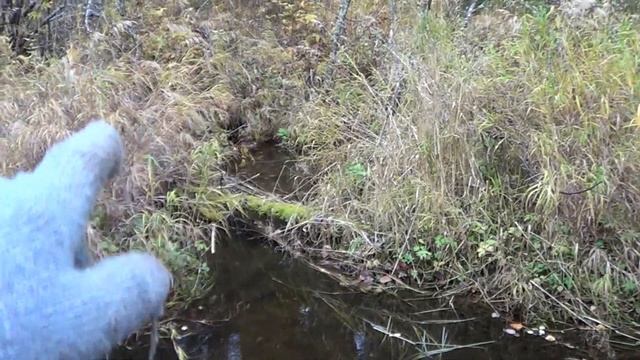 Открытие охоты на Бобра. Сезон 2020-2021г. Начинаем охоту. смотреть онлайн