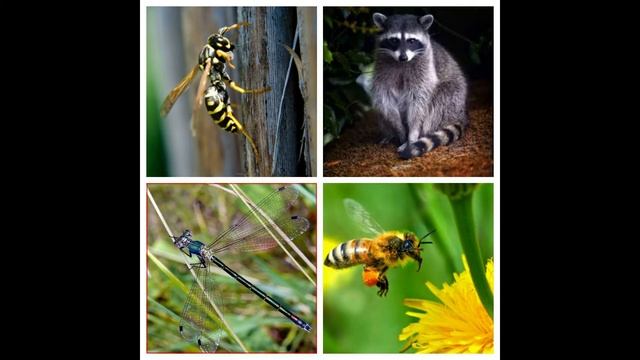 Четвертый лишний - насекомые