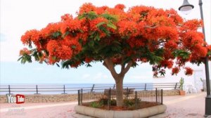 Делоникс(Delonix regia) - огненное дерево на подоконнике