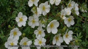 Кустарниковая лапчатка — как выглядит, виды и сорта