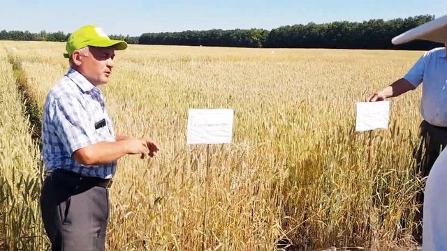 Ульяновская 100 сорт обманщик в лучшую сторону. УНИИСХ смотреть онлайн