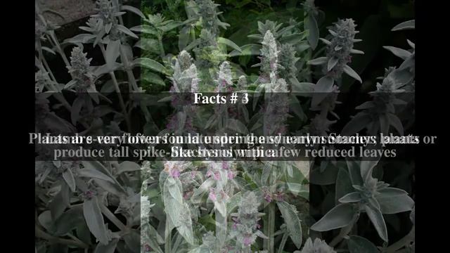Stachys byzantina Top # 6 Facts смотреть онлайн
