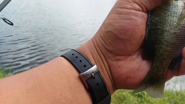 Fishing With Berkley Gulp Minnows, Frozen Minnows, And Hotdogs